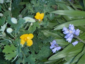another photo op with a yellow celandine poppy and <a href="http://www.whiteflowerfarm.com/310831-product.html#.UZLqN5UbQ0o" target="_blank">Spanish blue bells</a>