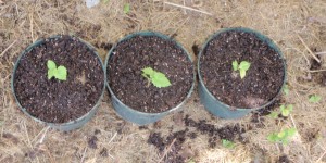 Catawba grape seedlings dug and potted