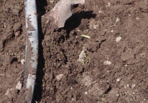 long eye growth barely showing at soil level