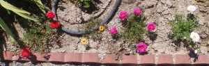portulaca in early summer along a hot, sunny brick border will fill out more over the summer