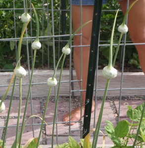 tying the trellis panels to the support stakes