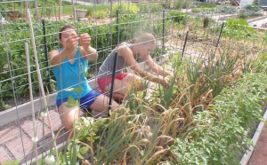 training the pole beans up their new trellis