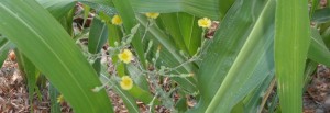 Lettuce flowers peek out from the corn stalks -