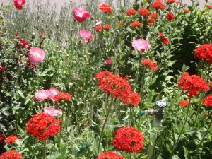  pink double Shirley poppies volunteered in among the perennial red Maltese cross