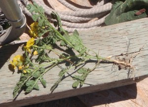 The root of the buffalo burr weed may be it's most vulnerable place, but it is also what allows it to become a tumble weed.