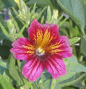 One of the burgundy colors resulting from Salpiglossis Royal Mix seed.