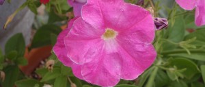 medium pink balcony petunia blossom 