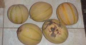 Some of my first, pre-swamp, Minnesota Midget cantaloupe.