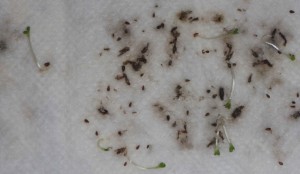 Cape Daisy seed germination test.