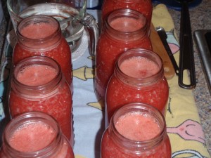 Seven quarts of pureed tomato, with 1 teaspoon of salt and 2 teaspoons of vinegar per jar, are ready for lids and rings so they can go in the water bath canner.