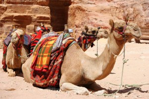 A camel's belly may fuel a good transportation option, but no nation's legal codes should be as thick as that.