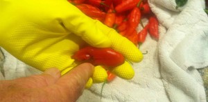 My husband knows to wear rubber gloves while cutting slits in the hot peppers. He was also trimming the stems.