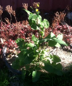 smooth sow thistle is a weed in my Idaho garden
