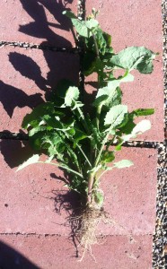 smooth sow thistle roots