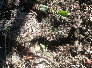 smooth sow thistle seedlings in mid October
