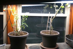 My original greenhouse tomato plants have moved back to greenhouse, and are supported and under lights. The photo was taken around 8 PM on an October evening.