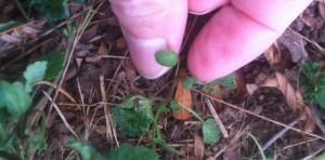 The first leaves of the henbit plant (the ones you see when it first germinates) are very plain.