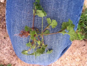 A freshly pulled henbit weed on my knee. Apparently, in my backyard, they don't need to grow long tap roots.