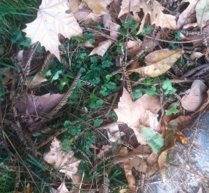 One of my common backyard weeds, this henbit is thriving under a light cover of mimosa tree seed pods and dry sycamore leaves. When I moved the debris, I found at least 6 henbit plants growing, all different sizes.