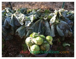 Even though the leaves on the Storage No. 4 cabbage plants have been chewed on by something, the heads of cabbage are in good shape.