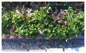 Since my volunteer cilantro is looking so robust, I think it would be okay to plant the next bunch. Right here, it is actually in a walkway, so picking it is like weeding, too! It is not a problem for it to be in the walkway this early in the season and with it still so small.