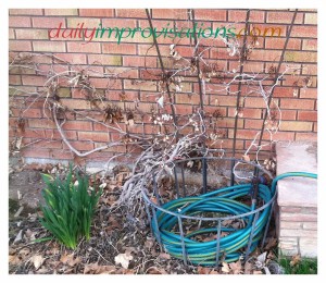 This welded rebar hose container trellis combo was a gift from my dad. 