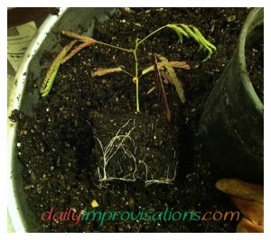 Mimosa tree seedling roots right before they are transplanted.