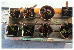The nearly 6 week old mimosa tree seedlings in their original 3-4 inch pots, having an hour in the sun.
