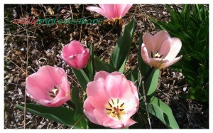 Beautifully cheerful, pink tulips blooming in full sun in my Idaho garden. 