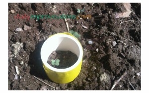 One cute little broccoli seedling safe inside the walls of its sticky tape shelter getting plenty of sunlight.