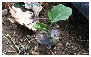 This broccoli seedling is still healthy, without any signs of ant activity yet, but it is very close to the ant area. 