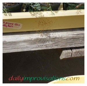 Newly hatched baby spiders making it unappealing to pick up my seedling trays.
