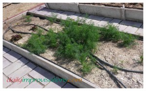 I had volunteer dill in more than once place. I choose the place I liked best and weeded the rest out (or used it). I will still be tidying up this array of dill and planting some onions in this raised bed, as well.