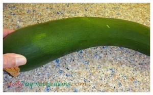 This is a "Black Beauty" zucchini that I grew in my garden. It went camping, then came home to be cooked!