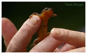 We learned we should not use the newts for survival food, as their skin is poisonous.