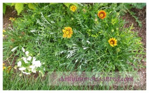 Here are some of the gazanias I grew from seed last year.