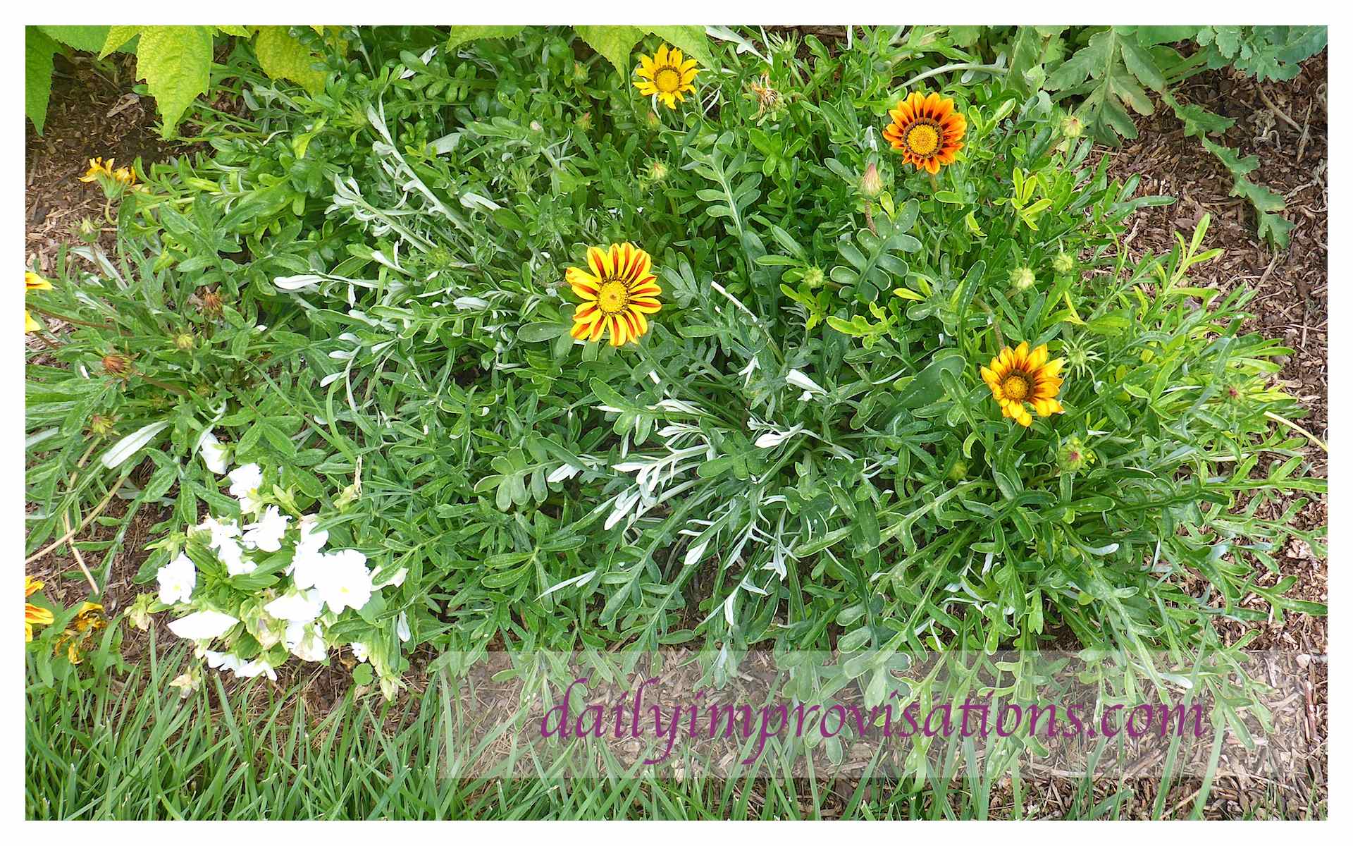 Swallowtail Garden Seeds Source Of Uncommon Flower Seeds