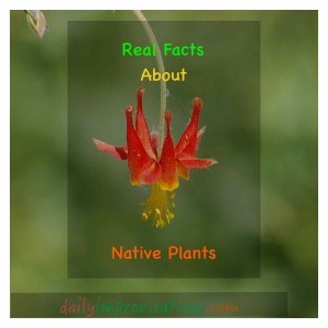How to you decide what is a native plant?