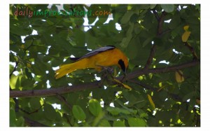 A pretty yellow bird thriving in the shade of an "unnaturally" growing tree at the Idaho Botanical Gardens.