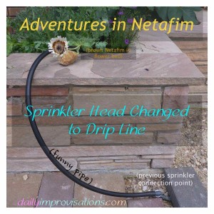 sprinkler head changed to Netafim drip line