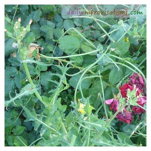 Weeds have a way of being camouflaged when everything around is growing well, but you don't want them to go to seed!