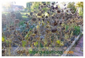 The plan is to chop down these sunflowers and set them up as a teepee where I can see birds enjoy them from a window.