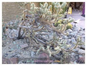 A sprawling cactus called a "munz cholla."