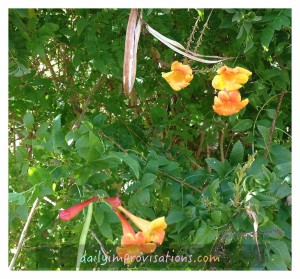 A few of the yellow trumpet flowers in the hummingbird garden.