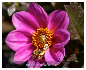 direct dahlias purple with bee