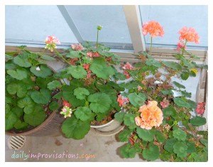 These are geraniums some that I grew from seed last year, so I was extra glad to be able to bring them in to sit by the sunny patio door in the greenhouse during winter.