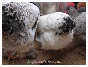 The white of these feathers demonstrates how clean chickens can be in spite of all the time they spend in the dirt and mud.