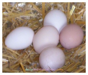 Fresh eggs in the nest in the coop.