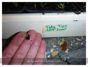 tidy tips young seedling roots