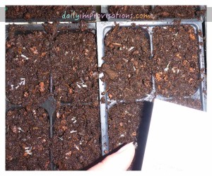 The tidy tips seeds are lightly scattered. I will barely sprinkle some potting soil over them.